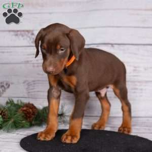 Journey, Doberman Pinscher Puppy